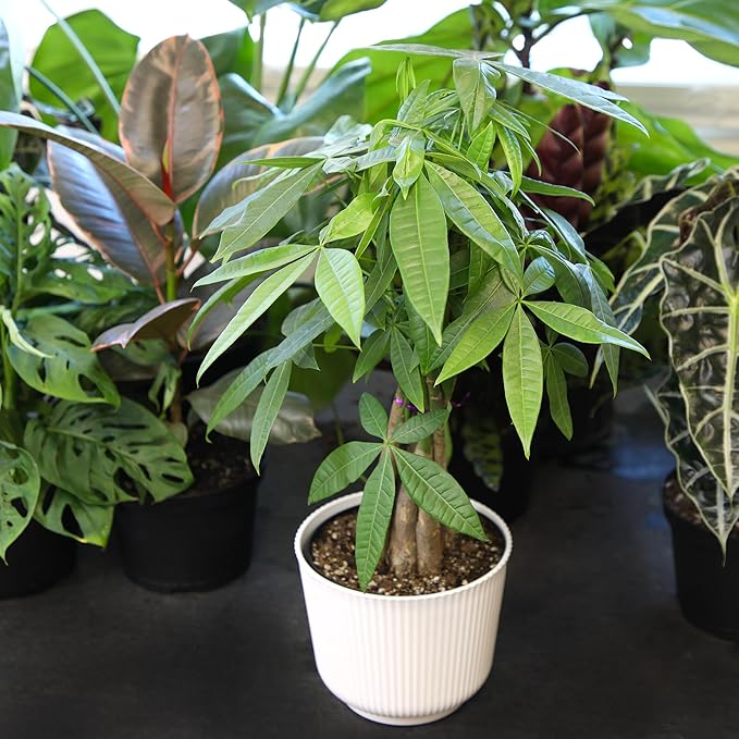 Altman Plants Money Tree Plant Decor (Approx. 1.5 Feet Tall) with 6 Inch White Plant Pot, Pet Friendly Plants, Easy Plant Gift, Easy to Grow House Plant & Desk Plant in Indoor Plant Potting Soil Mix