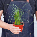 Palm Ponytail Live Plant for Indoor | Different Houseplants in 3'' Pot | Real House Plant for Living Room, Office, Desk & Bathroom | Beaucarnea recurvata | Ponytail Palm