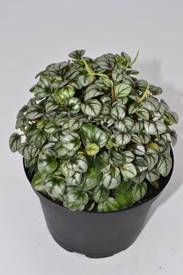Live 6 Inch Peperomia Growers Choice 3-Pack in Nursery Grower Pot | Easy-Care Indoor Houseplant for Home and Office Decor | Air-Purifying Plant Gift