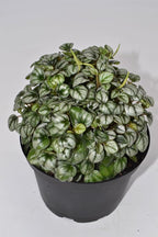 Live 6 Inch Peperomia Growers Choice 3-Pack in Nursery Grower Pot | Easy-Care Indoor Houseplant for Home and Office Decor | Air-Purifying Plant Gift