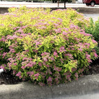 RedCrocus Goldmound Bumalda Spirea- Vibrant Deciduous Shrub for Garden Borders & Containers, Pollinator-Attracting, Easy Care, Full Sun to Partial Shade, Pet Safe, Fertilizer & Pruning Tip