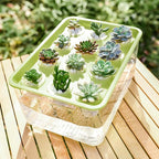 Aquaponics Growing System Hydroponic Planter Box, 12-Hole Transparent Aquaponics Growing System with Green Lid for Home, Balcony, or Desktop Decor