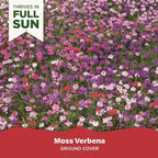 BloomingBulb Seed Mat - Easy to Plant and Grow Garden Seeds - Creates Fragrant, Vibrant Flower Garden (Mixed Verbena Groundcover)