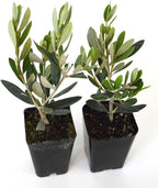 9GreenBox - Olive Tree - Tree of Peace - Olea europaea - 2 Pack