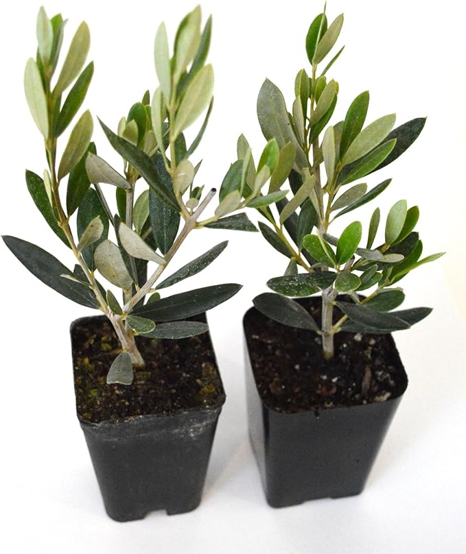 9GreenBox - Olive Tree - Tree of Peace - Olea europaea - 2 Pack