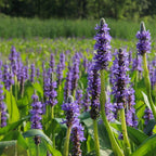 Chalily Purple Pickerel Rush, a Great Live Pond Plant for Your Water Garden. Filters The koi and Goldfish Pond. Good for Bogs, Plant Shelf or Shallow Water This marginal Aquatic is a Real Beauty
