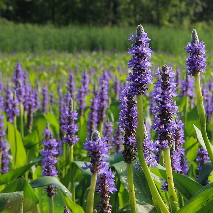 Chalily Purple Pickerel Rush, a Great Live Pond Plant for Your Water Garden. Filters The koi and Goldfish Pond. Good for Bogs, Plant Shelf or Shallow Water This marginal Aquatic is a Real Beauty