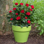 Perfect Plants Petite Knock Out® Rose Bush 1 Gallon. | Fresh Roses | Red Flowering Shrub