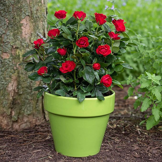 Perfect Plants Petite Knock Out® Rose Bush 1 Gallon. | Fresh Roses | Red Flowering Shrub
