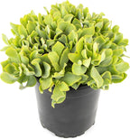Succulents Plants Live Indoor Plants, Crassula Ripple Jade Live Houseplants, Live Succulents Live Plants Indoor Succulent Plants, Indoor Plant Real Succulents Plants House Plants by Plants for Pets