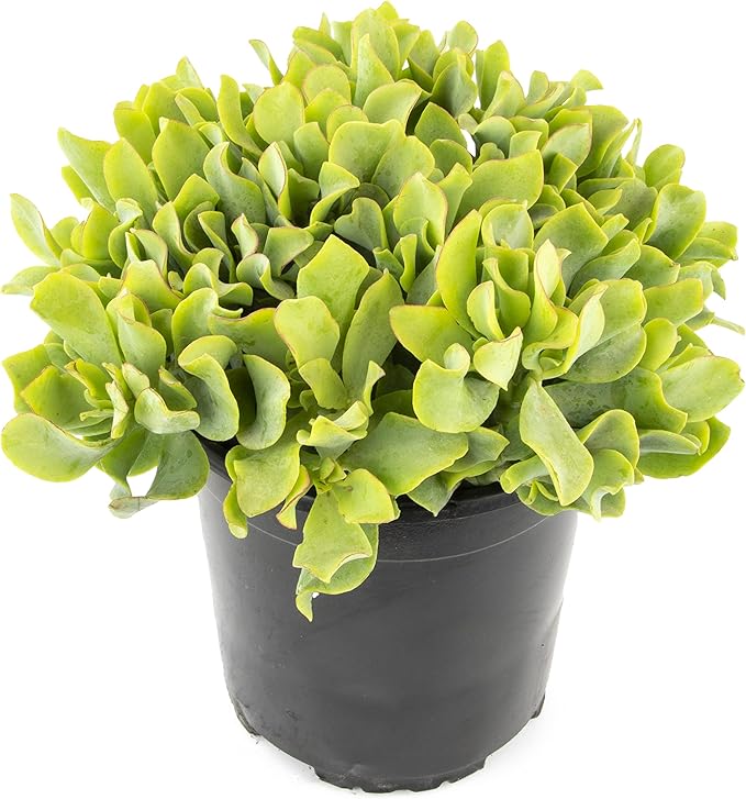 Succulents Plants Live Indoor Plants, Crassula Ripple Jade Live Houseplants, Live Succulents Live Plants Indoor Succulent Plants, Indoor Plant Real Succulents Plants House Plants by Plants for Pets