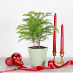 Thorsen's Greenhouse Live Norfolk Island Pine Plant, Christmas Greenery Gift or Decor, Air Purifying Premium Indoor Houseplant, Mature 4" Diameter Pot (Sage, 4-inch Pot)
