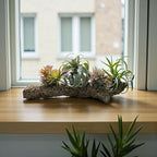 Rainforest Grown 10 Pack Assorted Air Plants - Live Tillandsia - Easy Care House Plants -