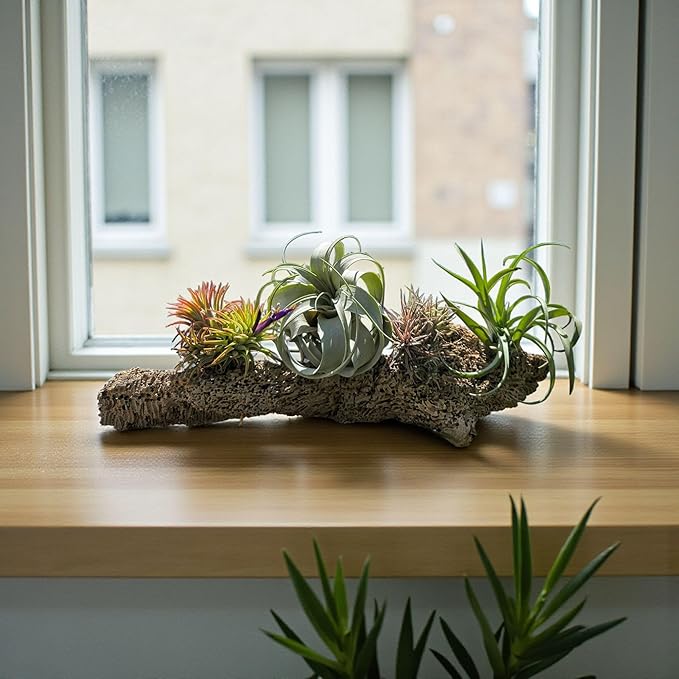 Rainforest Grown 5 Pack Assorted Air Plants - Live Tillandsia - Easy Care House Plants - Air Succulents, House Plant, Home Decor & Gift, Live Plant, Healthy Arrival Guarantee