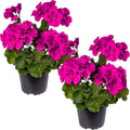 Live Flowering Zonal Geraniums - Purple (2 Plants Per Pack) - Beautiful Spring Flowers - 12" Tall by 5" Wide in 1 Qt Pot