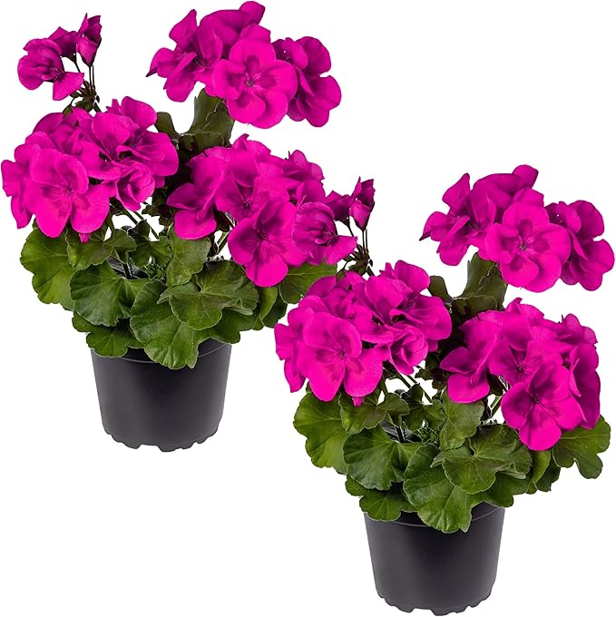 Live Flowering Zonal Geraniums - Purple (2 Plants Per Pack) - Beautiful Spring Flowers - 12" Tall by 5" Wide in 1 Qt Pot