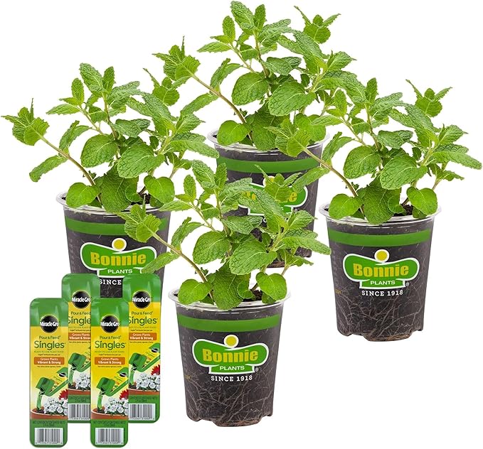 Bonnie Plants Sweet Mint, Live Plants, with Miracle-Gro Pour & Feed Singles Ready-to-Use Plant Food, 4-Pack, Easy-to-Grow Classic Mint is Great for Container Gardens, 19.3 oz.