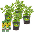 Bonnie Plants Sweet Mint, Live Plants, with Miracle-Gro Pour & Feed Singles Ready-to-Use Plant Food, 4-Pack, Easy-to-Grow Classic Mint is Great for Container Gardens, 19.3 oz.
