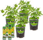 Bonnie Plants Sweet Mint, Live Plants, with Miracle-Gro Pour & Feed Singles Ready-to-Use Plant Food, 4-Pack, Easy-to-Grow Classic Mint is Great for Container Gardens, 19.3 oz.