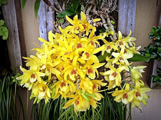 3 Large + 3 Small Diffferent Dendrobiums Live Orchids Plants