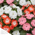 Live Flowering New Guinea Impatiens - Grower's Choice Assorted Colors (3 Plants Per Pack) - Beautiful Shade Flowers - 12" Tall by 5" Wide in 1 Qt Pot