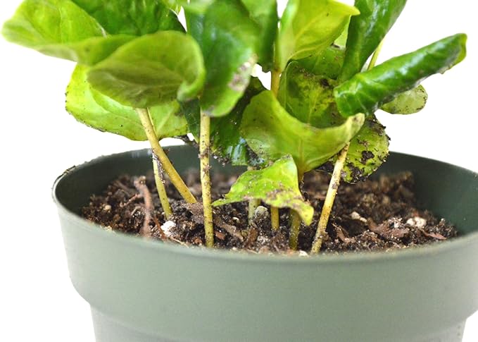 9GreenBox - Arabica Coffee Plant - 4" Pot