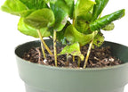 9GreenBox - Arabica Coffee Plant - 4" Pot