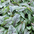 Bloody Dock, a Great Live Pond Plant for Your Water Garden. Filters koi and Goldfish Ponds. Good for Bogs, Plant Shelf or Shallow Water This marginal Aquatic is a Real Beauty