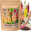 10000+ Snapdragon Seeds Bulk Pack, 5-Color Mixed Snapdragon Flower Seeds for Planting, Antirrhinum Majus Seeds for Borders, Pots, Flower Beds & Cut Flower Gardens, Instructions Included