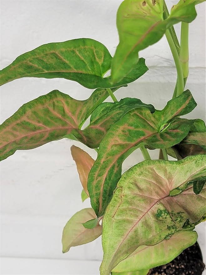 Syngonium Pink Perfection, Syngonium Pink Schott, Syngonium Pink Arrow Live Rare Houseplants All Plants are Fully Rooted Plants in 4 inch Pot by 3exoticgreen
