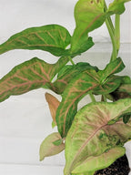 Syngonium Pink Perfection, Syngonium Pink Schott, Syngonium Pink Arrow Live Rare Houseplants All Plants are Fully Rooted Plants in 4 inch Pot by 3exoticgreen