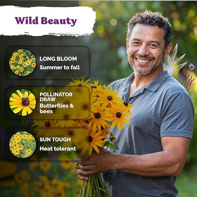 KVITER 10,000 Black Eyed Susan Seeds for Planting (Rudbeckia hirta) – Gloriosa Daisy Wildflower Seed, Heirloom, Non-GMO & Organic – Flower Seeds to Plant Outside & Inside, Borders, Containers