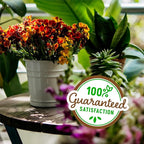 Back to The Roots 100% Organic Perlite | Made in The USA | Premium Nutrition for Indoor and Outdoor Plants