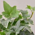 English Ivy Glacier Live Plant for Indoor | Different Houseplants in 3'' Pot | Real House Plant for Living Room, Office, Desk & Bathroom | English Ivy | Common Ivy