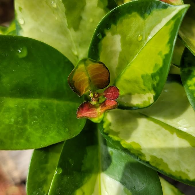 Hoya Australis 'Lisa' - Live Variegated Wax Plant | Easy Care, Fast Growing Houseplant | Perfect for Indoor Decor | CA Seller (Multiple Plants, 6" Pot)