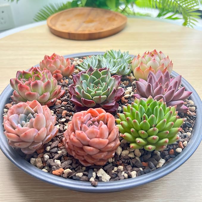 12 Pack Live Rosette Succulent Plants 1.5-2.5" – Assorted Mini Echeveria Succulents Bare Root, Low Maintenance Succulent Variety Pack for Wedding Favors, Gifts, DIY Projects