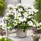 Proven Winners 2 Gal. Fairytrail Bride Hydrangea Shrub