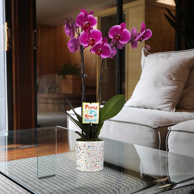 Green Circle Growers 5" Magenta Orchid in Terrazzo Pink Planter, Live Plant – Proud of You