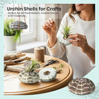 Alfonso Sea Urchins Shells for Air Plants - 6 Alphonse (2-3") Sea Urchin Shells - Hanging Air Plant Holder - Air Plants Live Holders - Air Plant Pot - No Plants Included