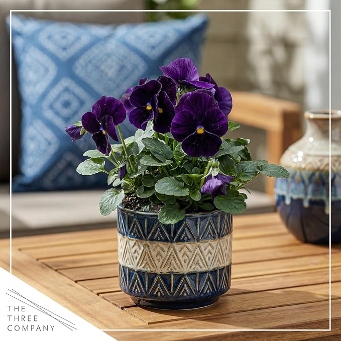 Live Healthy Flowering Pansies - Purple (4 Plants Per Pack), Beautiful Winter Color, 6" Tall by 4" Wide in 1 Pint Square Pot