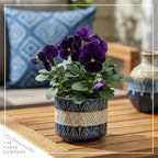 Live Healthy Flowering Pansies - Purple (4 Plants Per Pack), Beautiful Winter Color, 6" Tall by 4" Wide in 1 Pint Square Pot