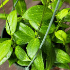 Hoya Fitchii - Rare & Easy-to-Care Wax Plant | Stunning Veined Foliage | Indoor Air Purifying Plant | Live Houseplant | CA Seller (Multiple Plants/Stems, 6" Hanging Pot)