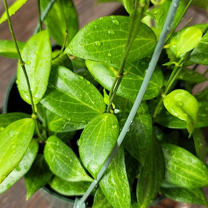 Hoya Fitchii - Rare & Easy-to-Care Wax Plant | Stunning Veined Foliage | Indoor Air Purifying Plant | Live Houseplant | CA Seller (Multiple Plants/Stems, 6" Hanging Pot)