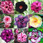 100 Adenium obesum Seeds – Mixed Color Desert Rose, Exotic Succulent Flowering Bonsai Plant, Tropical Rose, Non-GMO Heirloom Seeds for Planting