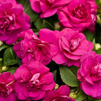 500+Impatiens Mixed Seeds for Planting Outdoor-Perennial Impatiens Balsamina Plants Ornamental Garden Potted Bonsai Indoor