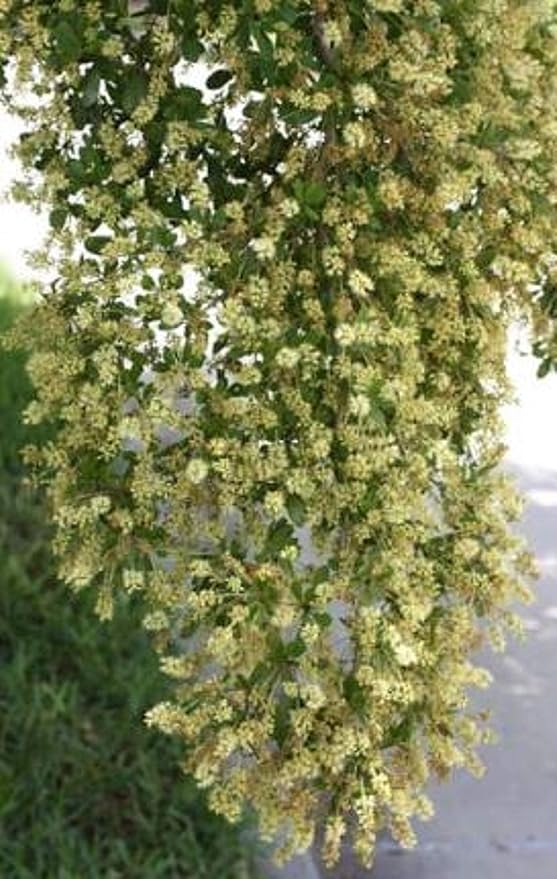 Black Olive, Flowers, Berries, Nature Style, 7 Years Old