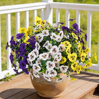 17 Inch Artificial Faux Pansy Flowers for Outdoor,Fake Pansies Flowers with Eucalyptus Leaves Fake Plants Greenery Boxwood Porch Patio Decor 6 Bundles(Dark Purple, Yellow, White)