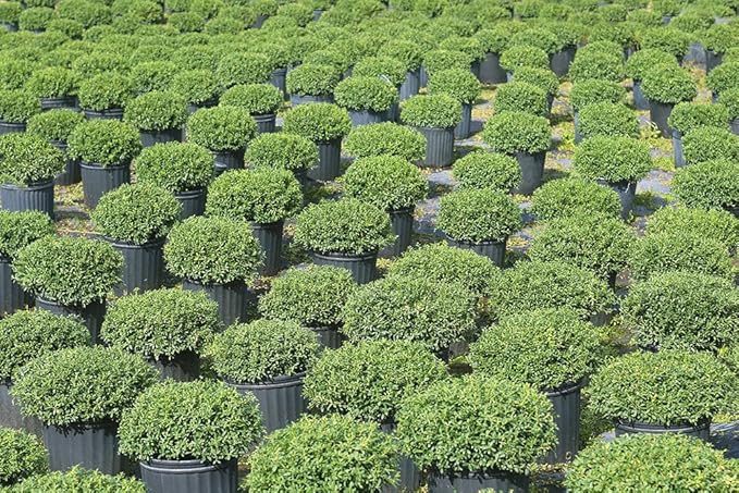 Soft Touch Holly - Size: 1 Gallon, Live Plant, Includes Special Blend Fertilizer & Planting Guide
