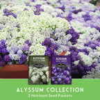 Alyssum Seeds for Planting – 2 Varieties | Purple Royal Carpet & White Carpet of Snow Sweet Alyssum – Seed to Plant Fragrant Heirloom Flowers & Ground Cover – Survival Garden Seeds