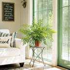 2 Pack Artificial Fern Plants in Pots Artificial Boston Ferns Potted Plants Faux Fern Bush Plant Shrubs Greenery for Outdoor Indoor Porch Patio Farmhouse Garden Living Room Office Table Decor (Type 2)